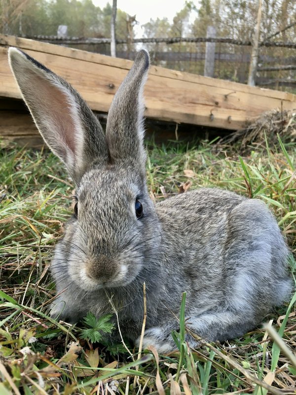 Répulsif de lapin : les critères d'achat du produit